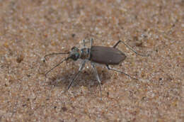 Image of Cicindela (Cicindela) hirticollis rhodensis Calder 1916