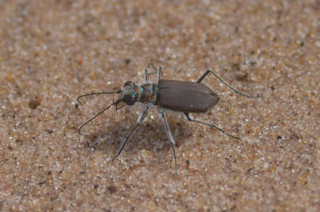 Image of Cicindela (Cicindela) hirticollis rhodensis Calder 1916