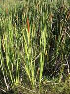 Image of Bulrush