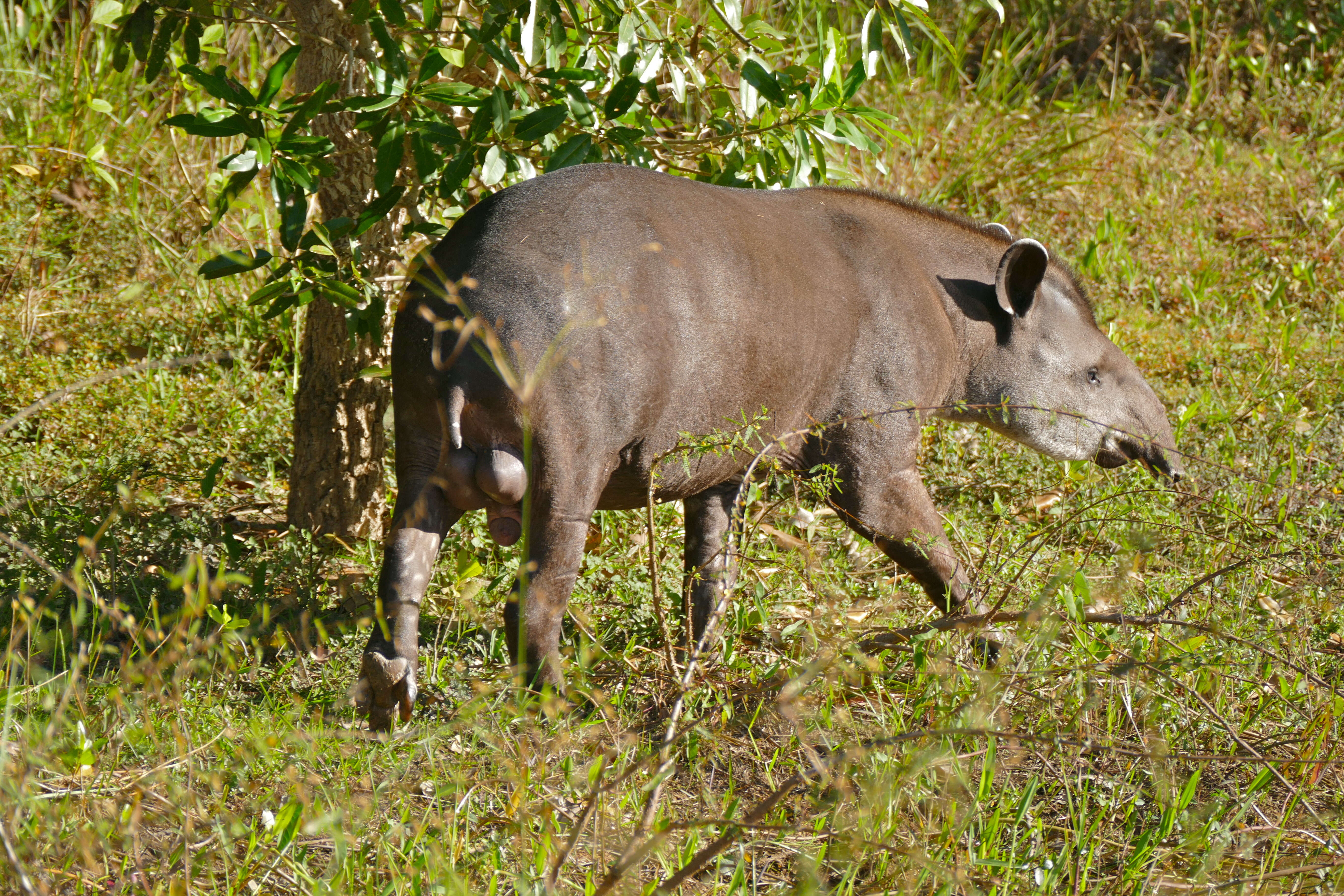 Image of Brazilian Tapir