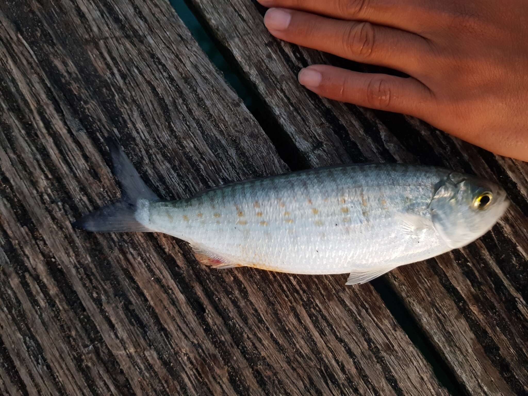 Image of Australian herring