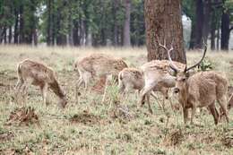 Image of Rucervus duvaucelii branderi Pocock 1943