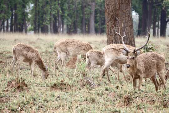 Image de Rucervus duvaucelii branderi Pocock 1943