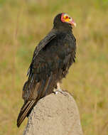 Image of Lesser Yellow-headed Vulture