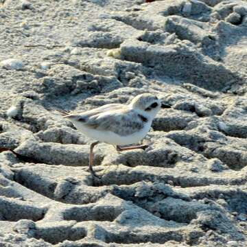 Image of Snowy Plover