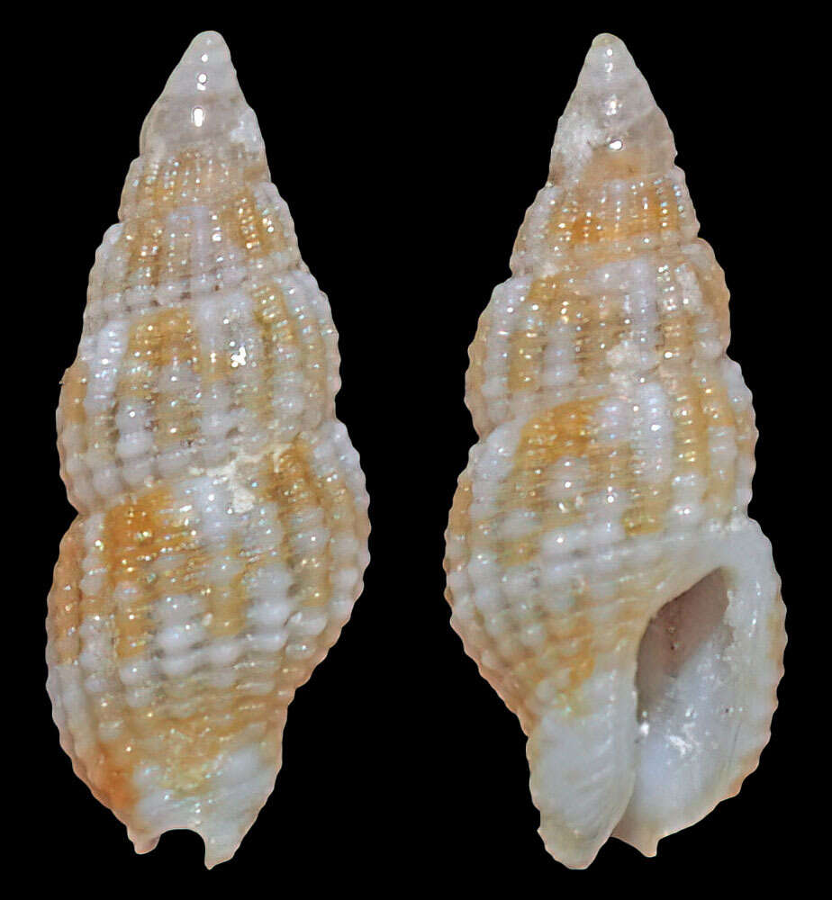 Image of Zafrona isomella (Duclos 1840)