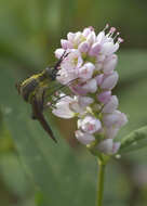 Image of Lepidophora