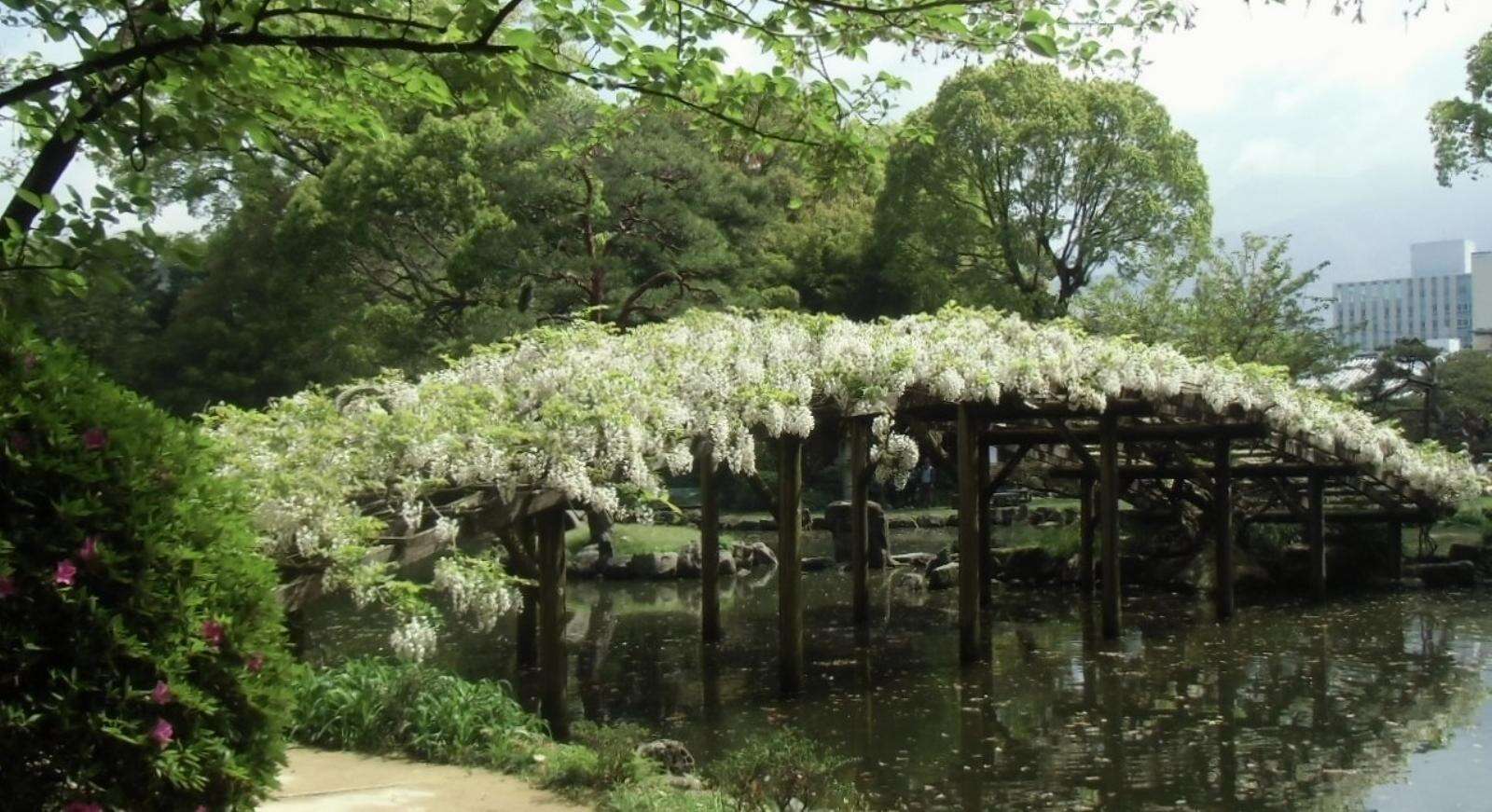 Plancia ëd Wisteria floribunda (Willd.) DC.