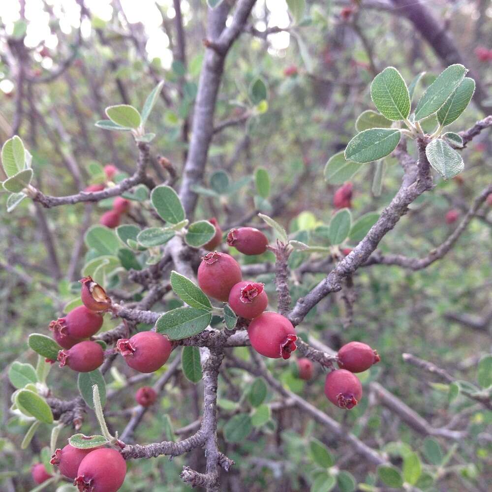 Malacomeles denticulata (Kunth) G. N. Jones的圖片