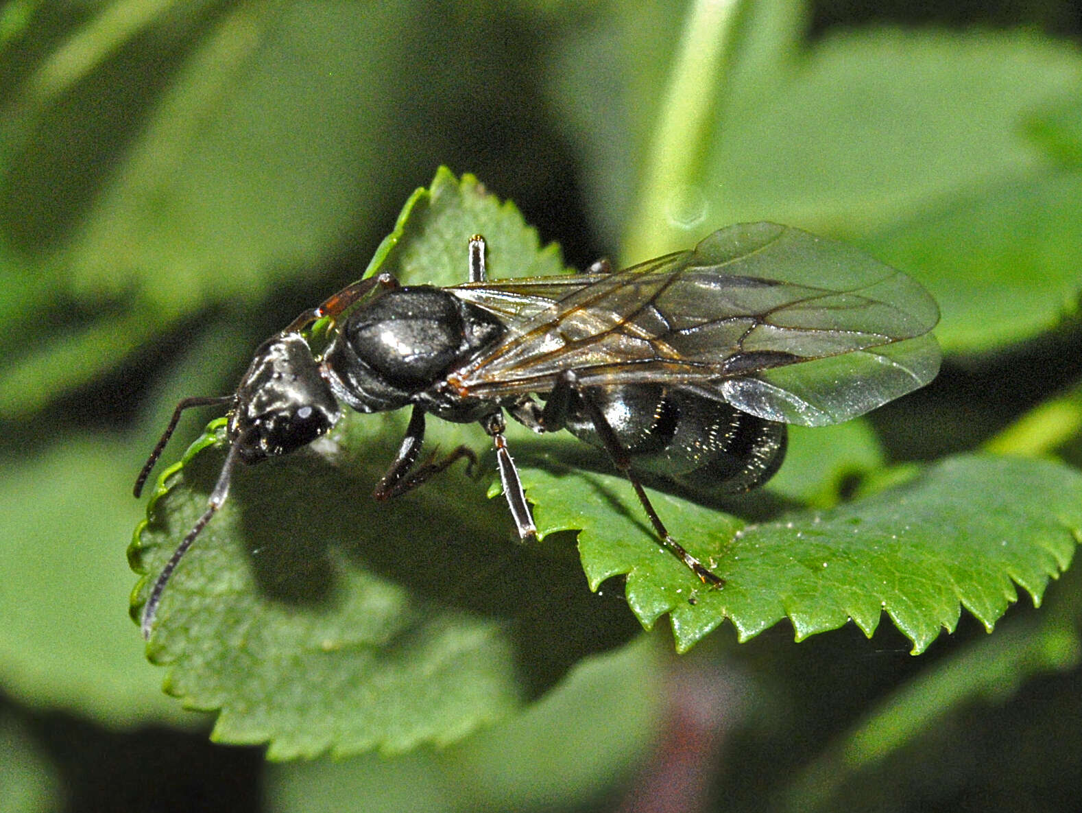 Слика од Formica cinerea Mayr 1853