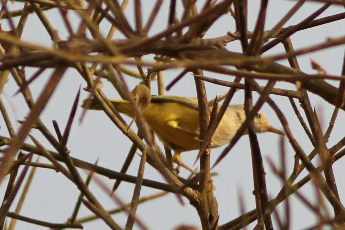 Image of Green-backed Eremomela