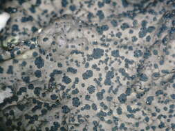 Image of navel lichen