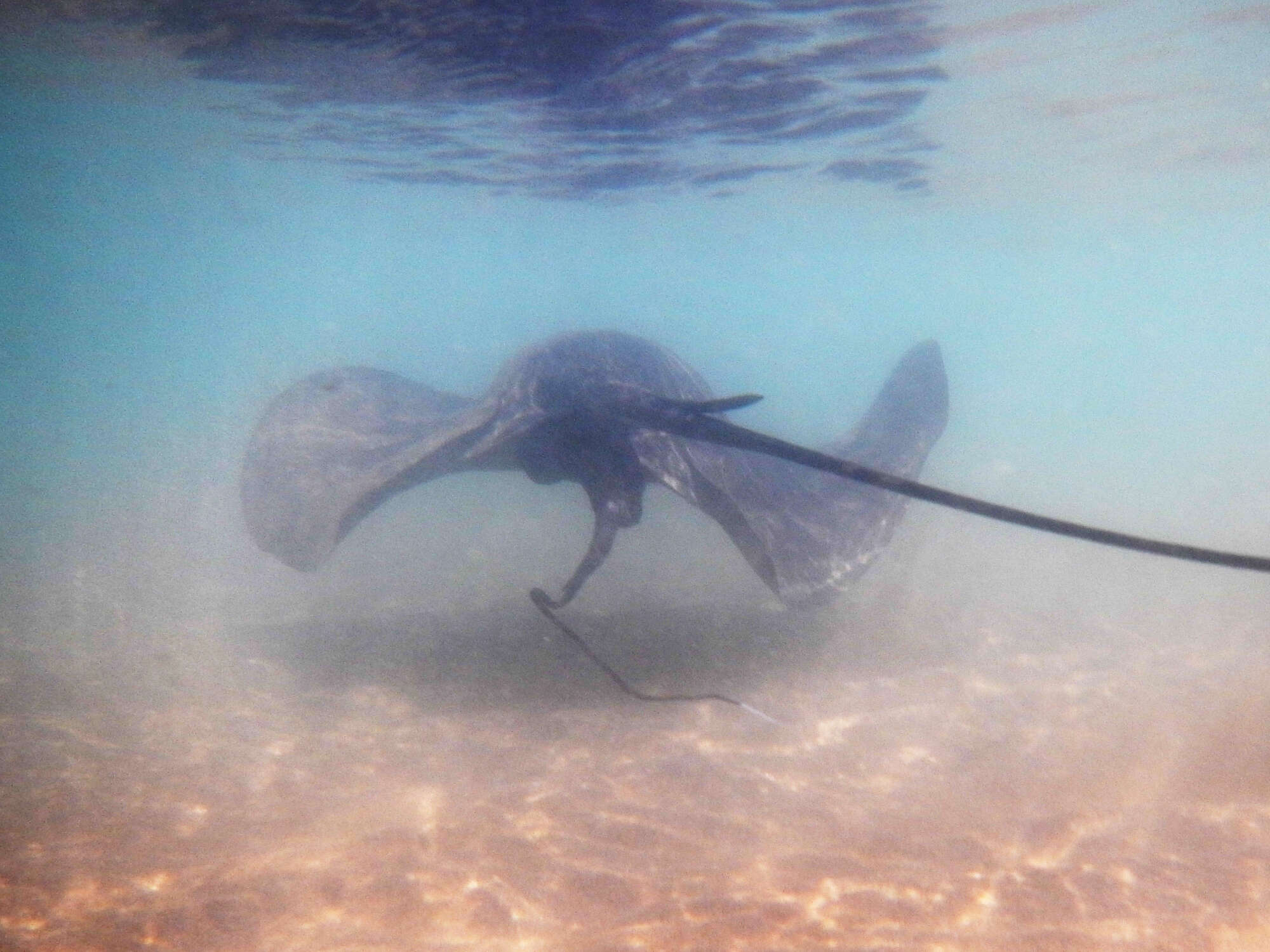 Image of Common Stingray