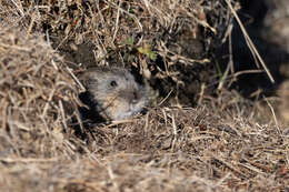 Image of Brown Lemming