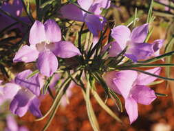 صورة Eremophila foliosissima Kränzl.