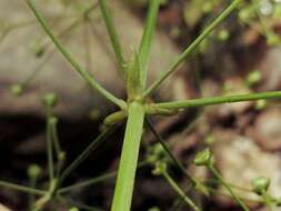 Image of American water plantain