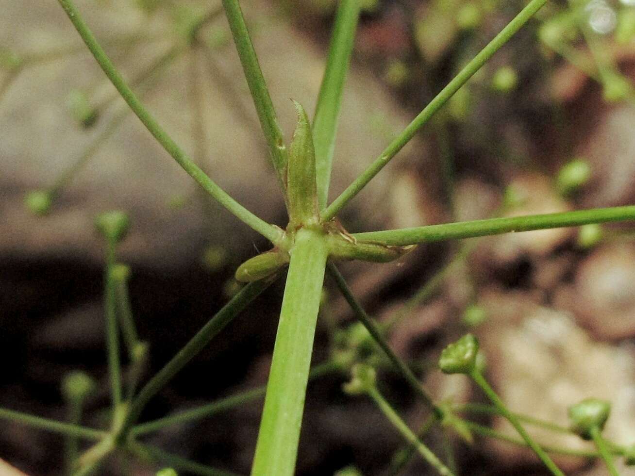 Слика од Alisma subcordatum Raf.