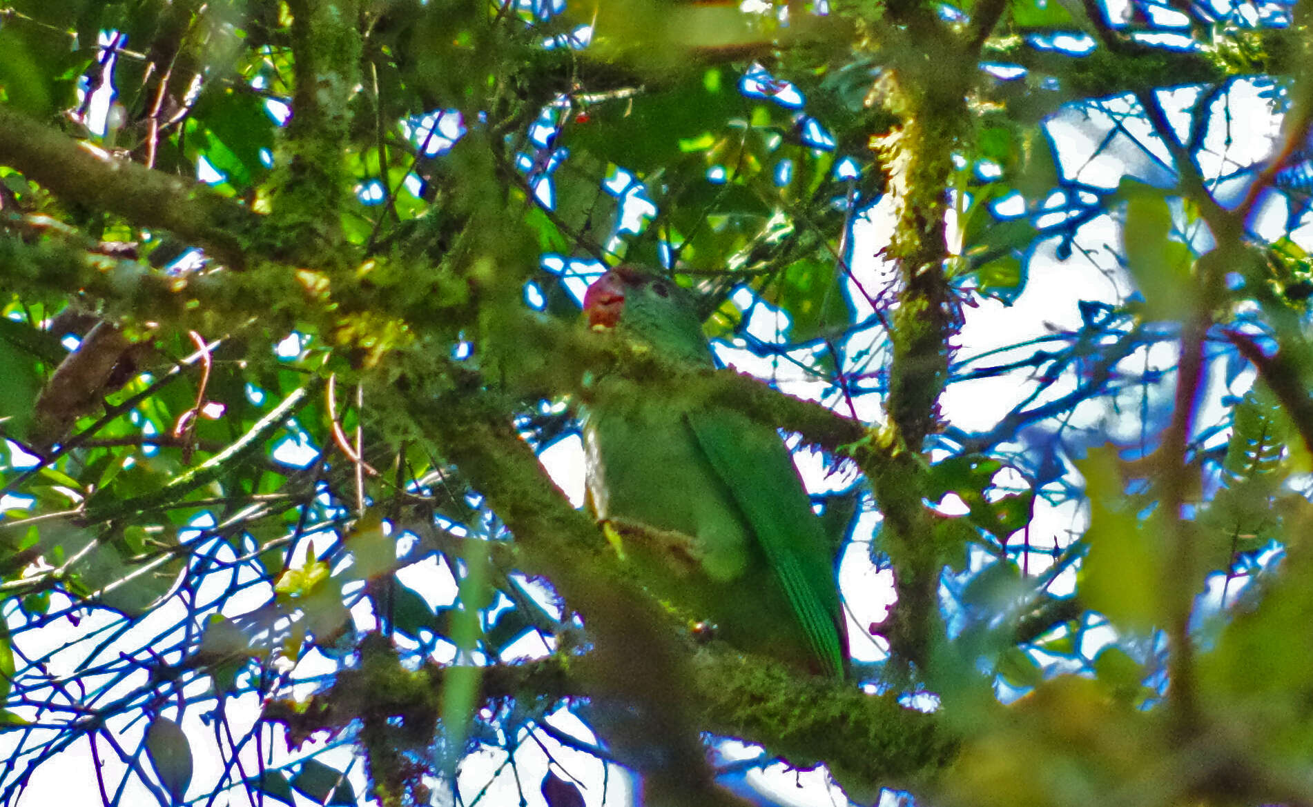 Image of Red-billed Parrot
