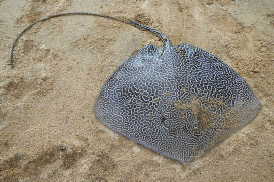 Image of Leopard Whipray