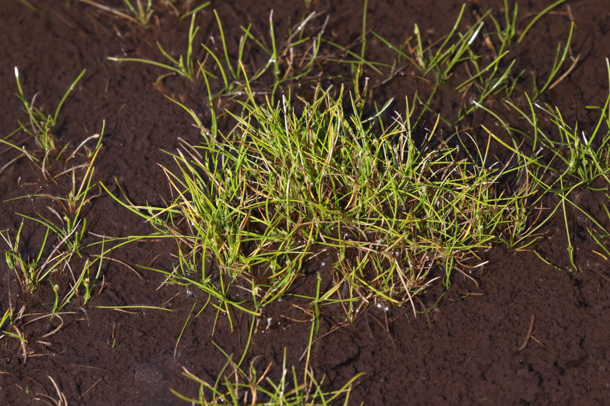 Image of Isolepis aucklandica Hook. fil.