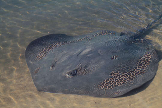 Image of Leopard Whipray