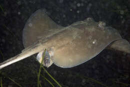 Image of Dixons Stingaree