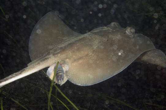 Image of Dixons Stingaree