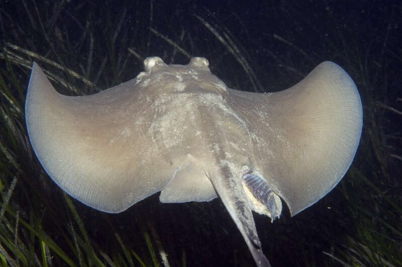 Image of Dixons Stingaree