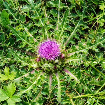 Image of dwarf thistle