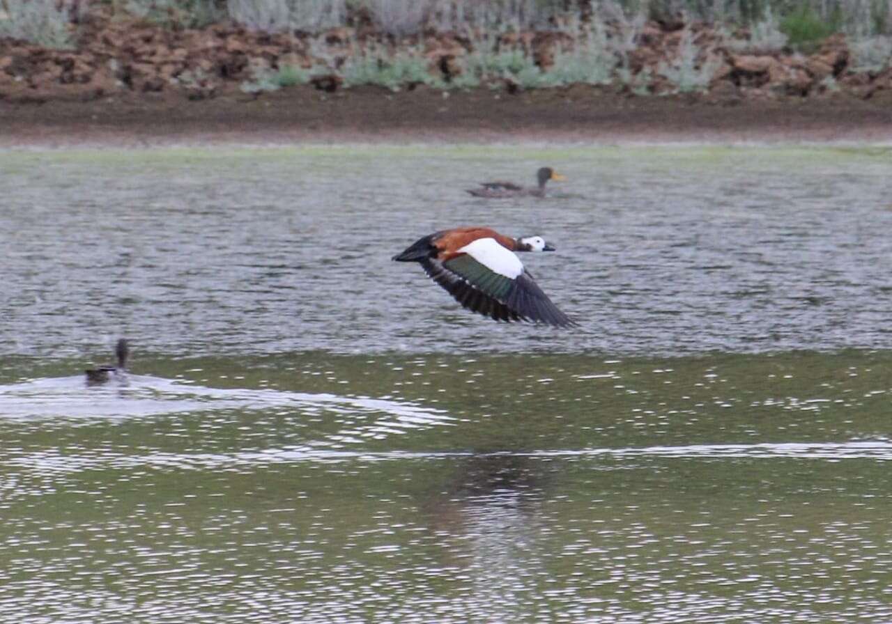 Image of Cape Shelduck