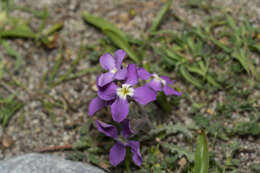 Image of Matthiola longipetala subsp. pumilio (Sm.) P. W. Ball