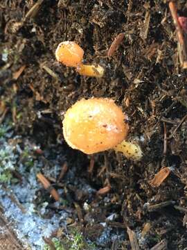 Image of Chrysomphalina aurantiaca (Peck) Redhead 1987