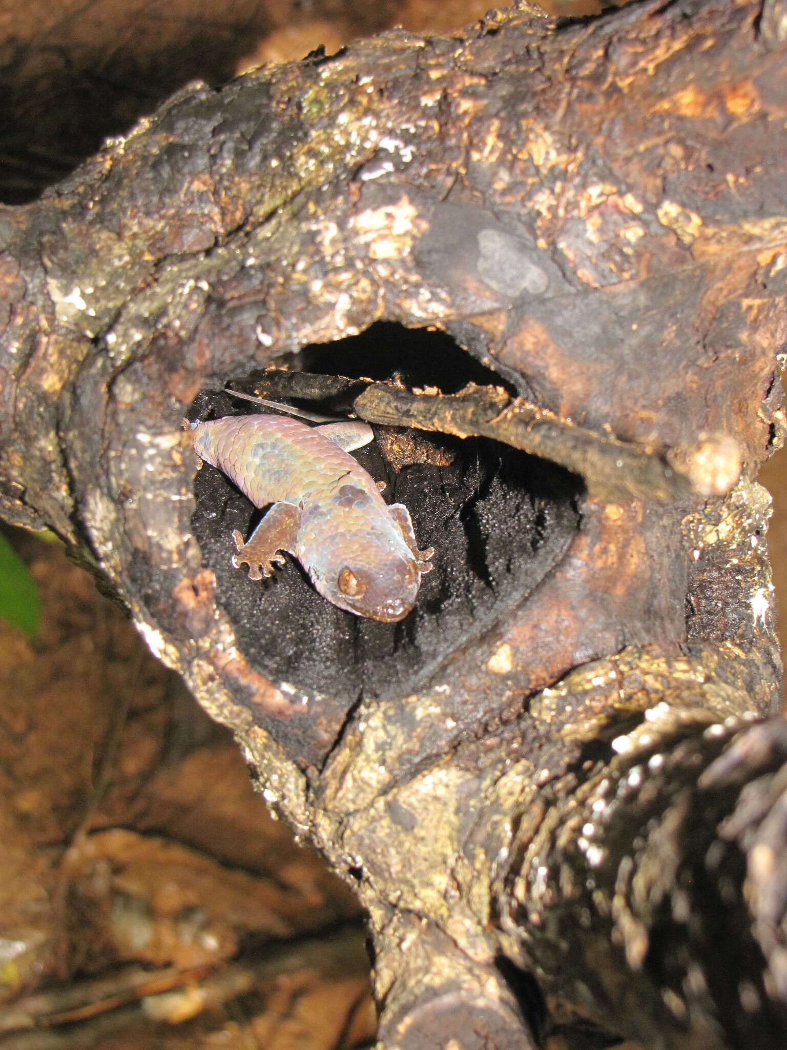 Image of Fish Scale Geckos