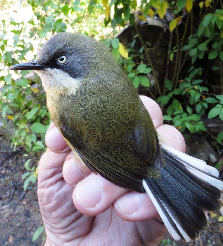 Image of Bar-throated Apalis