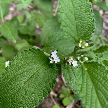 Image of Lantana angolensis Moldenke