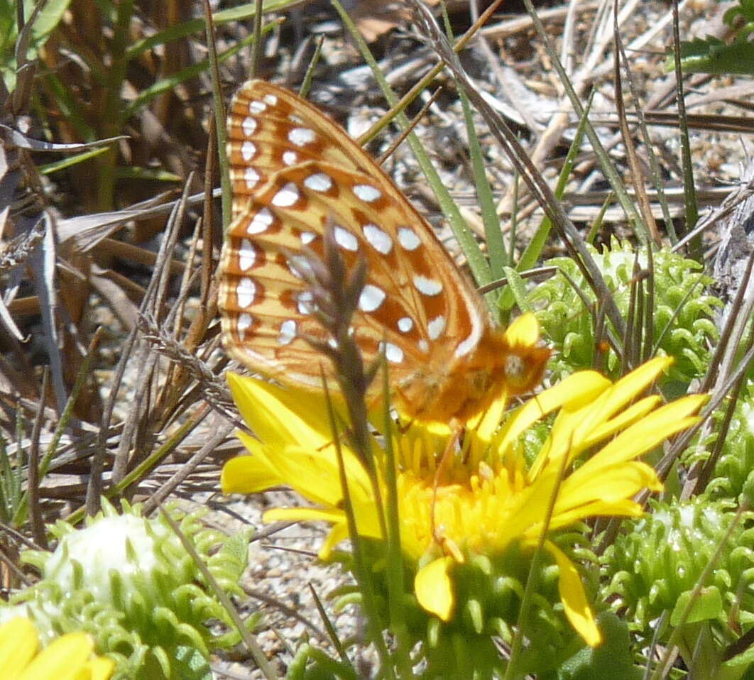 Image of <i>Speyeria zerene puntareyes</i>