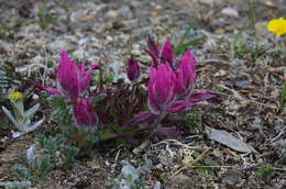 Image of elegant Indian paintbrush