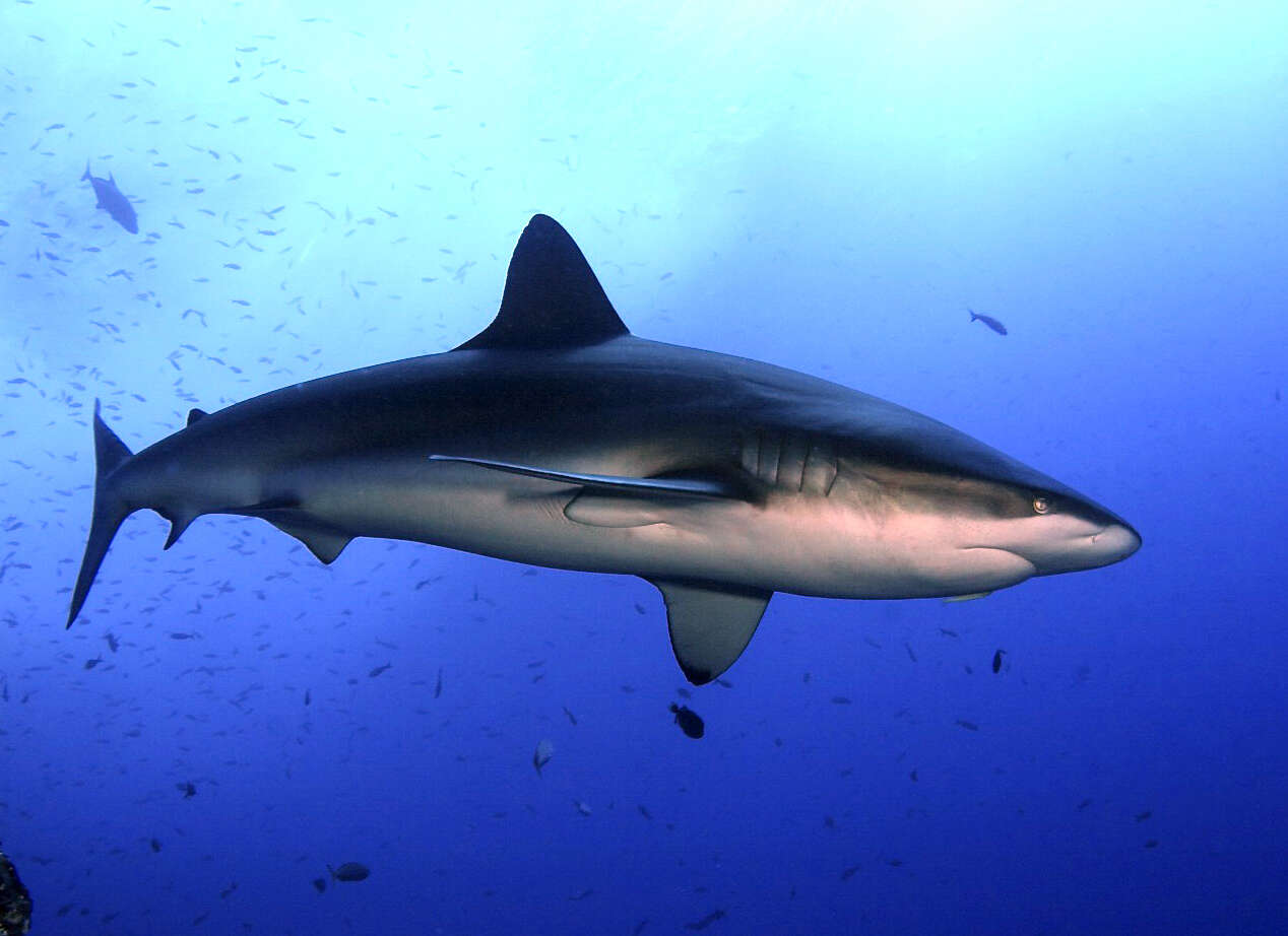 Image de Requin des Galapagos