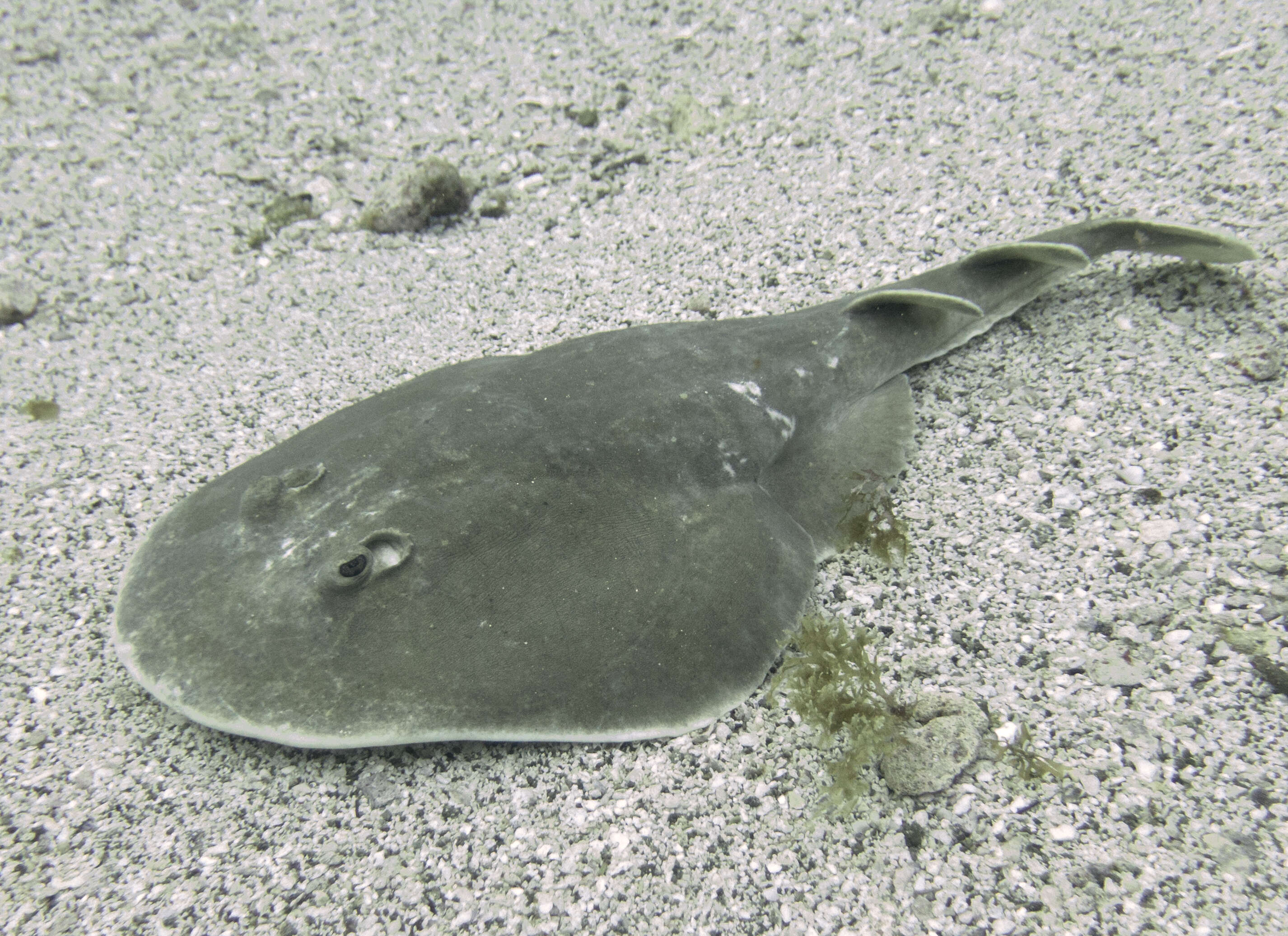 Image of Cortez Electric Ray