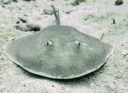 Image of Cortez Electric Ray