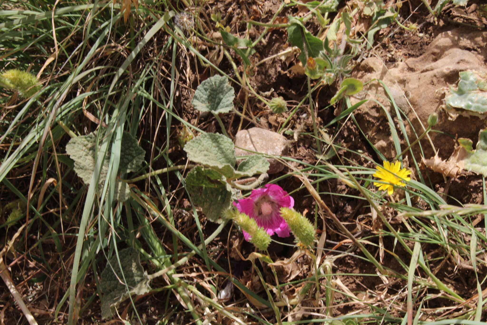 Image of Alcea acaulis (Cav.) Alef.