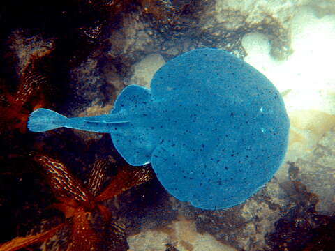 Image of Pacific electric ray