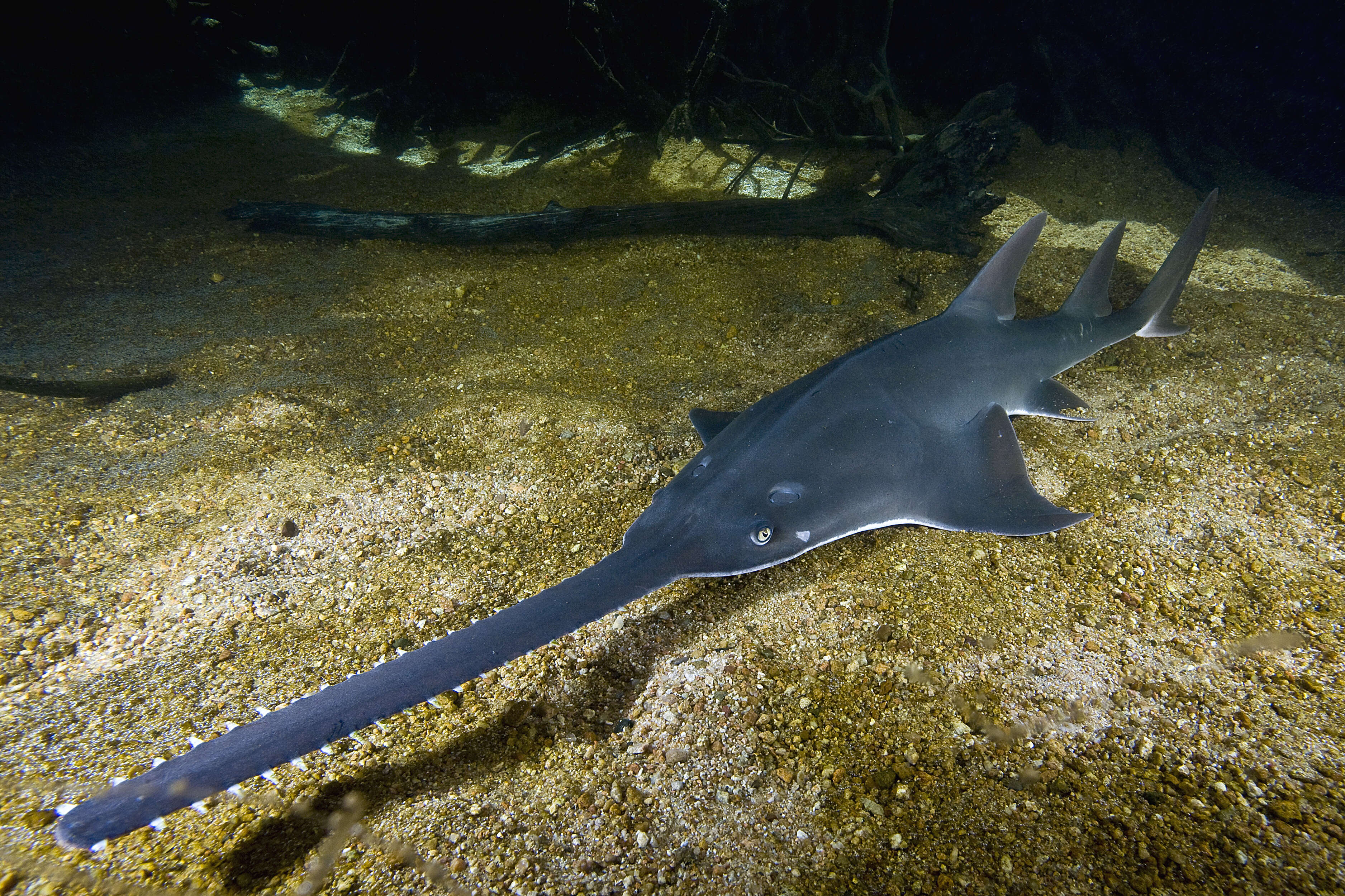 Image of Common sawfish