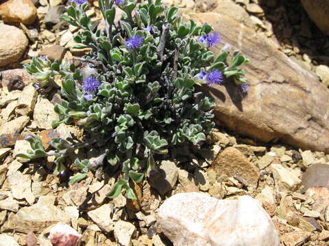 Image of Polygala asbestina Burch.