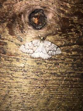 Image of False Hemlock Looper