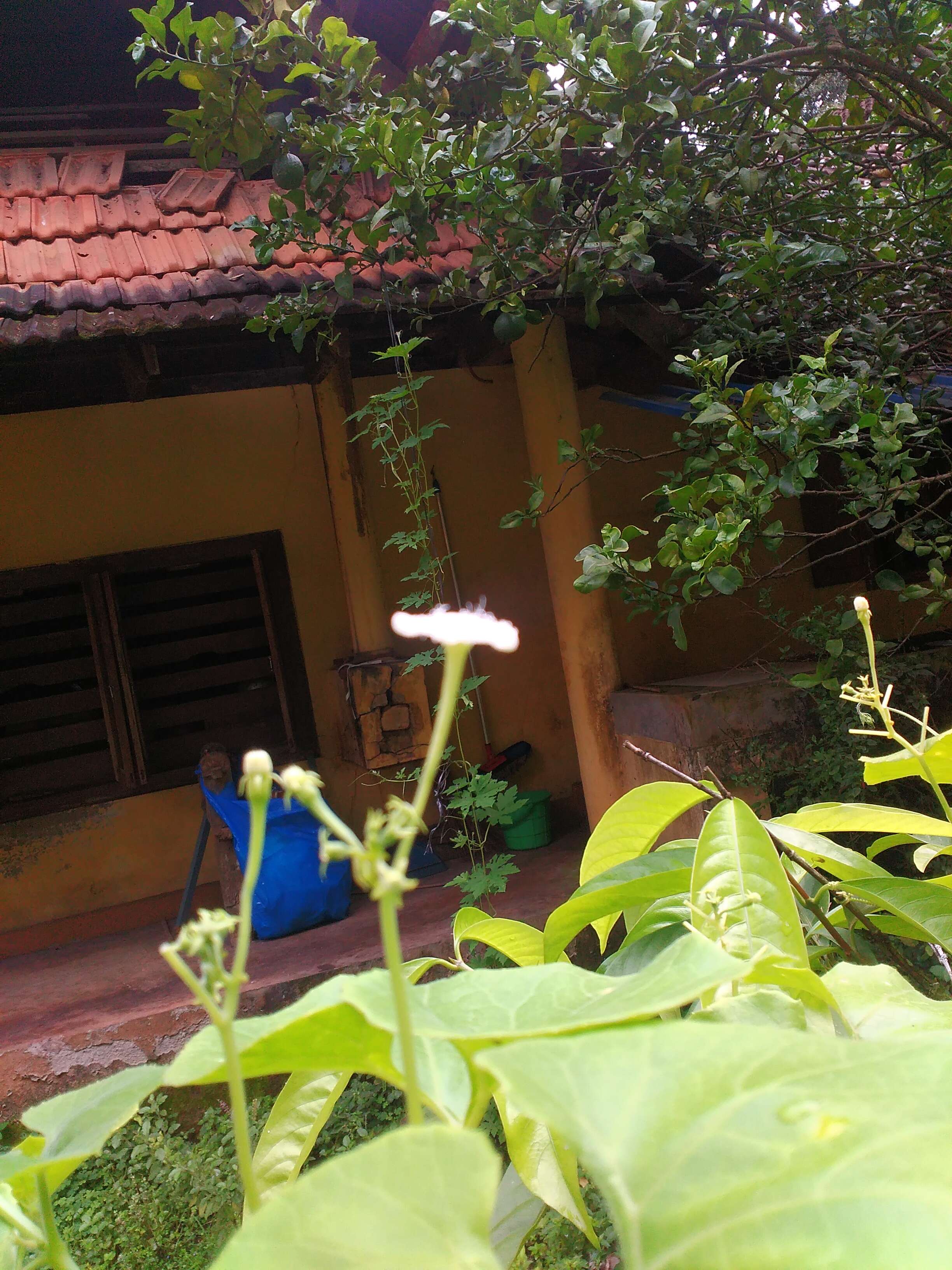 Image of pointed gourd