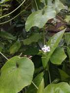 Image of pointed gourd