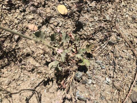 Image of chaparral buckwheat