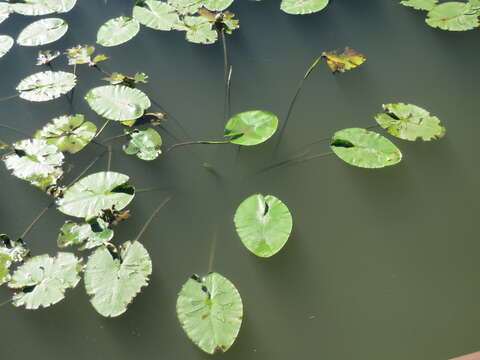 Image of Yellow Water-lily