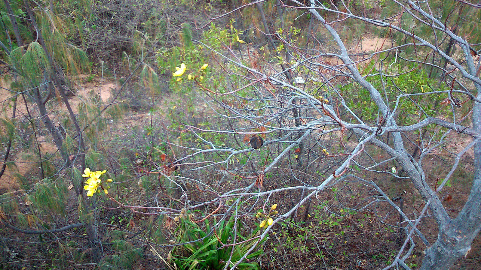 Image of Cochlospermum gillivraei Benth.